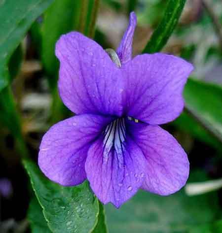 野花 紫花地丁